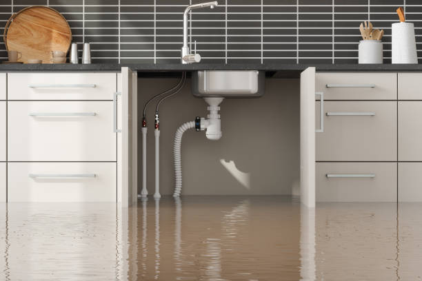 Best Professional water damage repair  in Belleview, FL